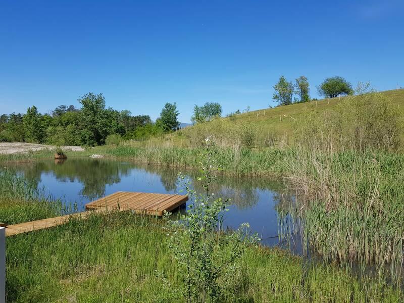 Ein Teich mit einem Floss Holz