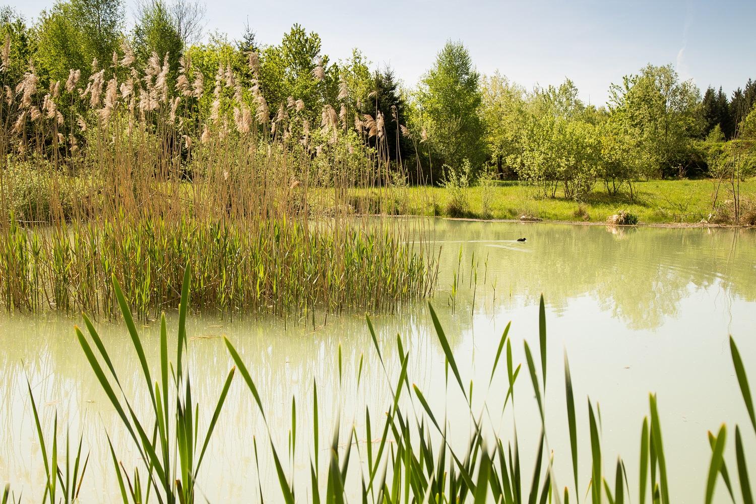Grüner natur-teich mit Schilf, Wiesen und Bäumen.